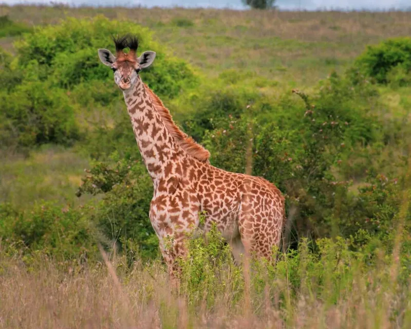 A young giraffe among green bushes near Nairobi
